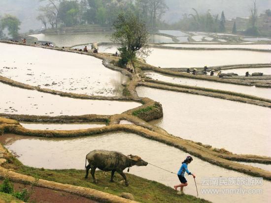 哈尼梯田最佳拍攝地推薦