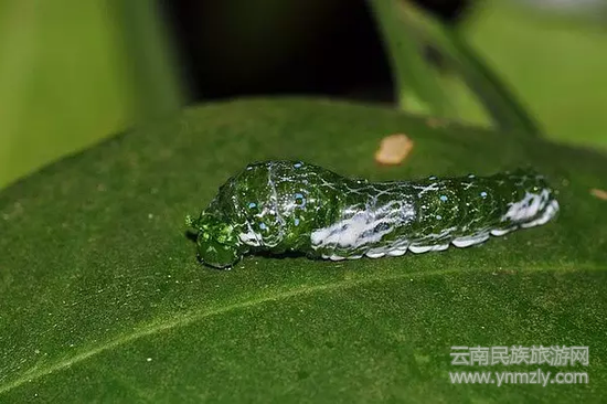 休息的蟲子（圖片來源：西雙版納熱帶植物園）