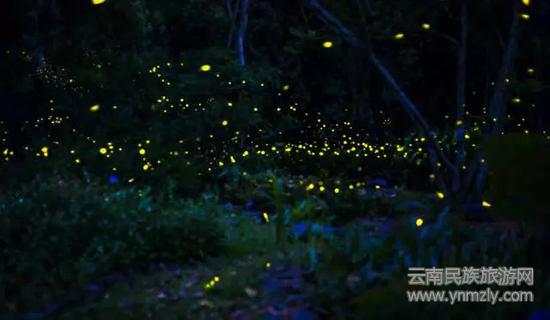 夜間螢火蟲（圖片來源：西雙版納熱帶植物園）