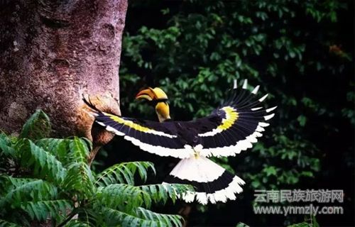 盈江游玩最強(qiáng)攻略 你得這樣玩