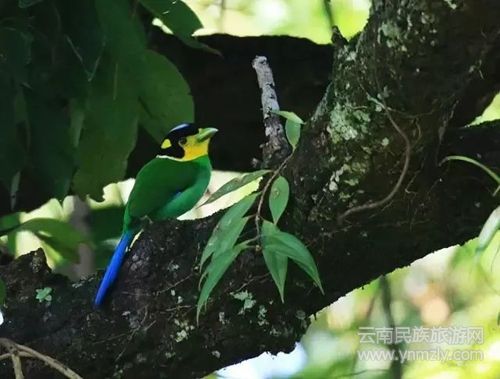 盈江游玩最強(qiáng)攻略 你得這樣玩