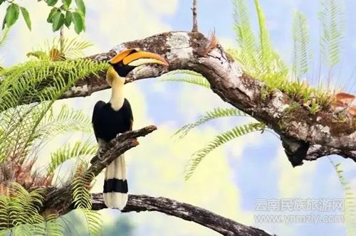 盈江游玩最強(qiáng)攻略 你得這樣玩