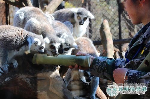 云南野生動(dòng)物園引進(jìn)世界上最漂亮的猴子山魈 邀游客為其取名 云南野生動(dòng)物園引進(jìn)世界上最漂亮的猴子山魈 邀游客為其取名