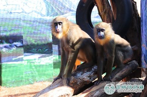 云南野生動(dòng)物園引進(jìn)世界上最漂亮的猴子山魈 邀游客為其取名 云南野生動(dòng)物園引進(jìn)世界上最漂亮的猴子山魈 邀游客為其取名