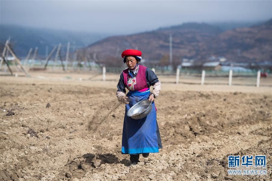 (社會)(3)雪域高原農(nóng)事忙